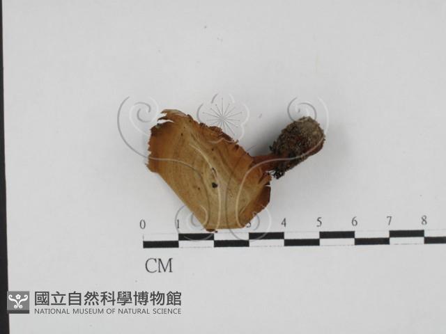 集毛菌屬藏品圖，第1張
