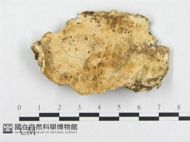 登錄號:F0008144藏品圖，第1張