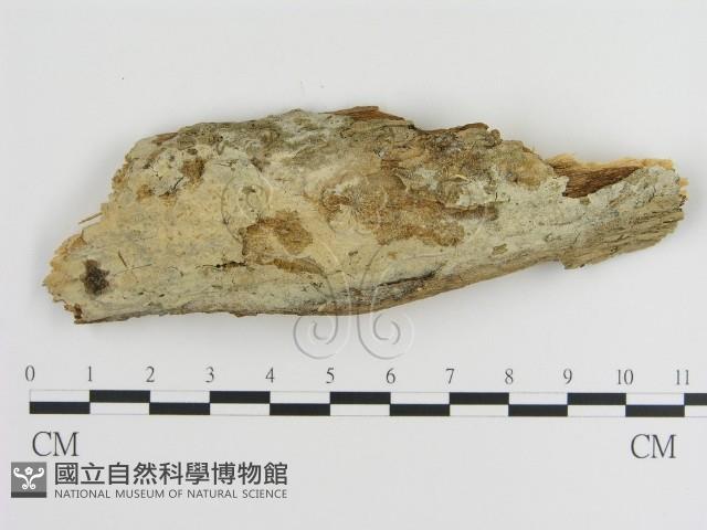 絲皮菌屬藏品圖，第1張