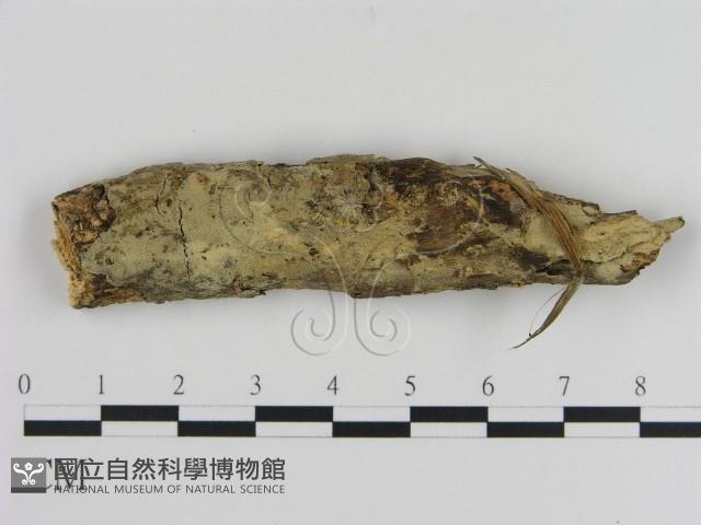登錄號:F0000144藏品圖，第1張