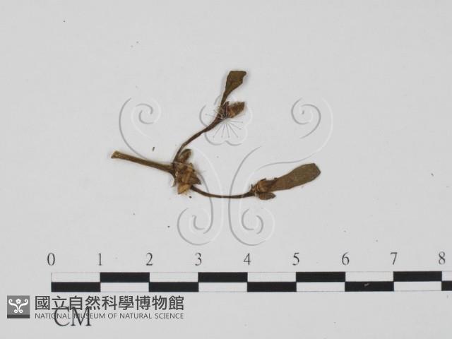 登錄號:F0010144藏品圖，第1張