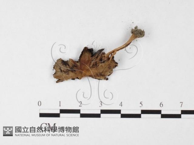 鬼傘屬藏品圖，第1張