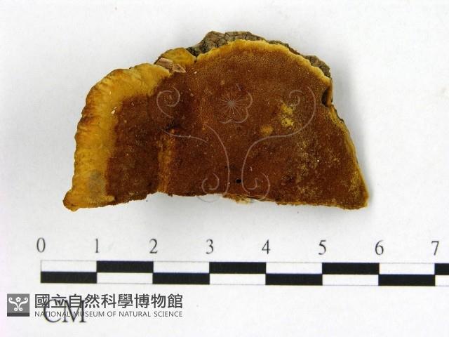 登錄號:F0006144藏品圖，第1張