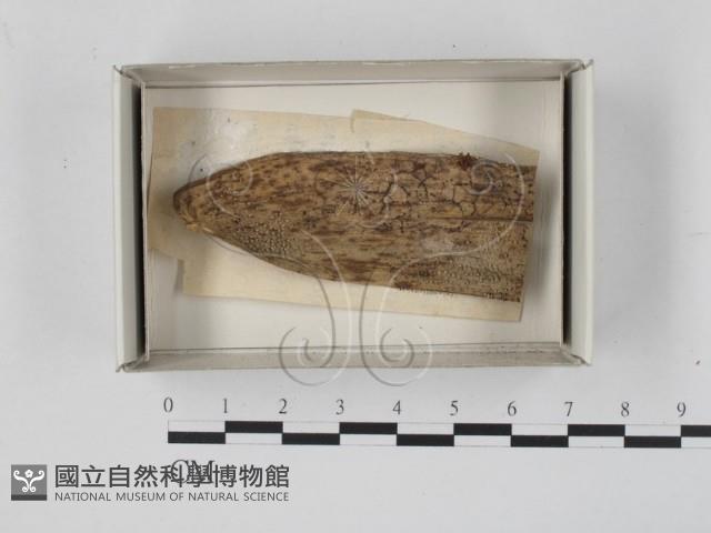 登錄號:F0021144藏品圖，第1張