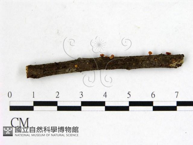登錄號:F0001144藏品圖，第1張