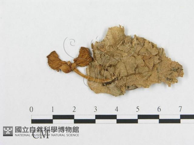 登錄號:F0011144藏品圖，第1張