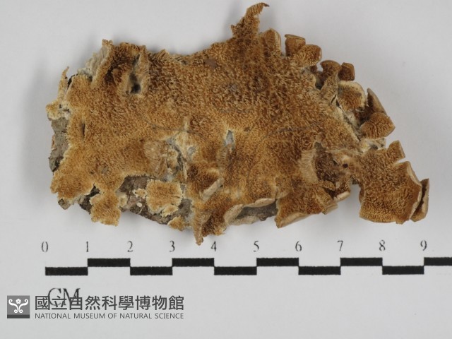 附毛菌屬藏品圖，第1張