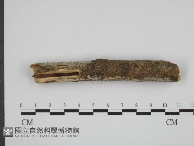 登錄號:F0004144藏品圖，第1張