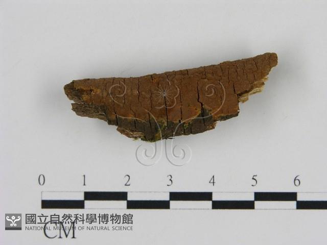 刺革菌屬藏品圖，第1張