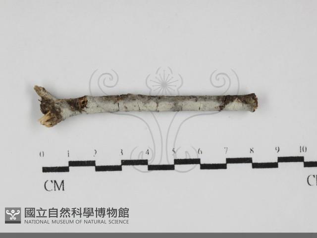 登錄號:F0032144藏品圖，第1張