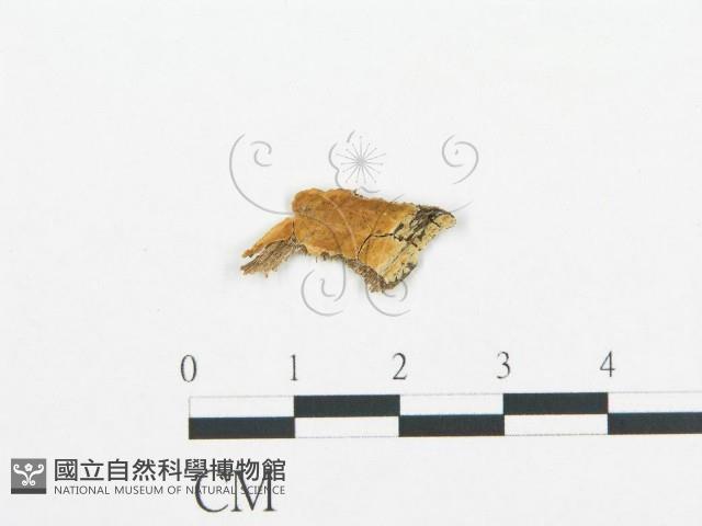 登錄號:F0015144藏品圖，第1張