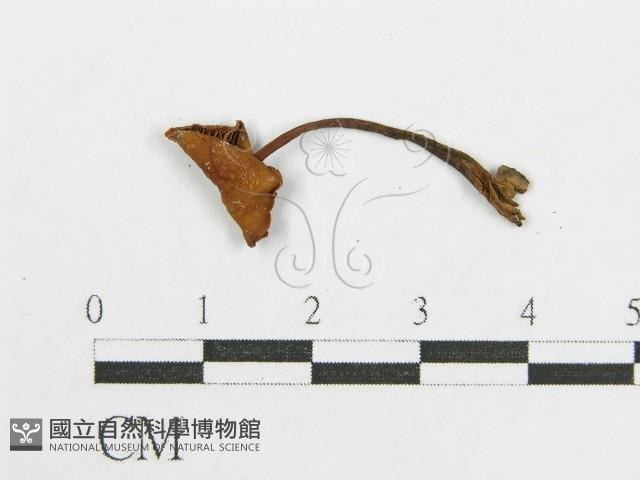 館號:F0019144藏品圖，第1張
