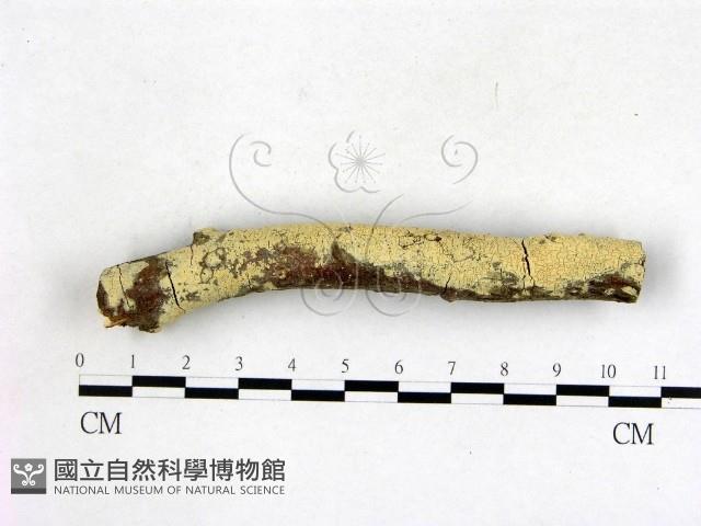 登錄號:F0003144藏品圖，第1張