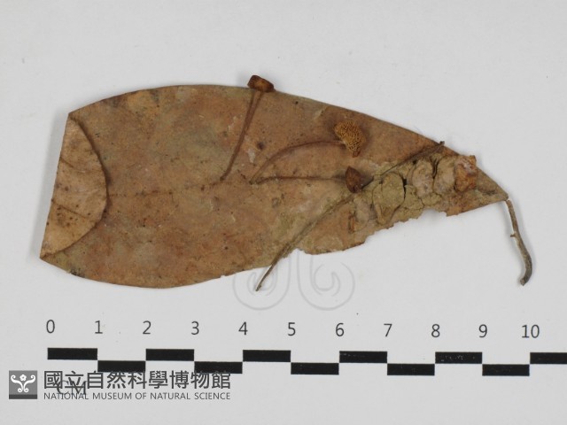 登錄號:F0033144藏品圖，第1張