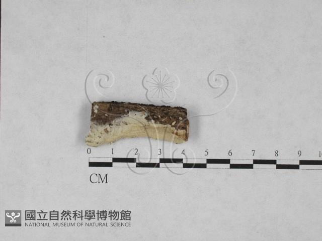 登錄號:F0028044藏品圖，第1張