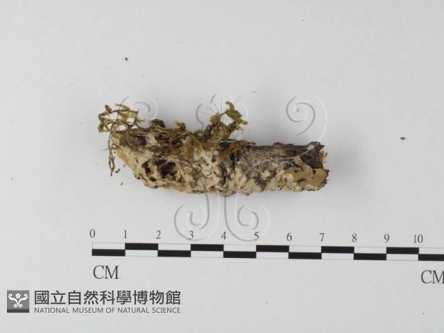 登錄號:F0020044藏品圖，第1張