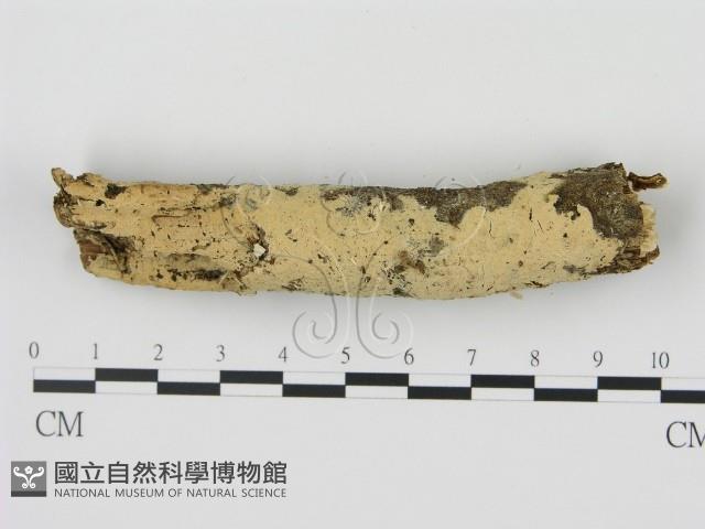 剛毛絲皮菌藏品圖，第1張