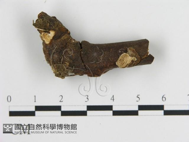 蜂窩菌屬藏品圖，第1張