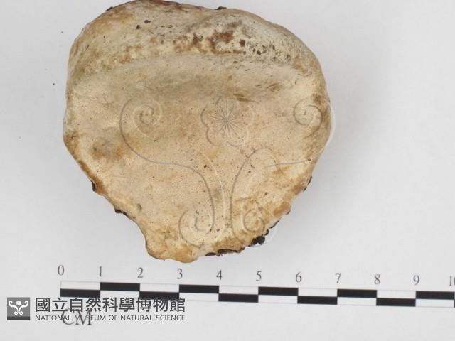纖孔菌屬藏品圖，第1張