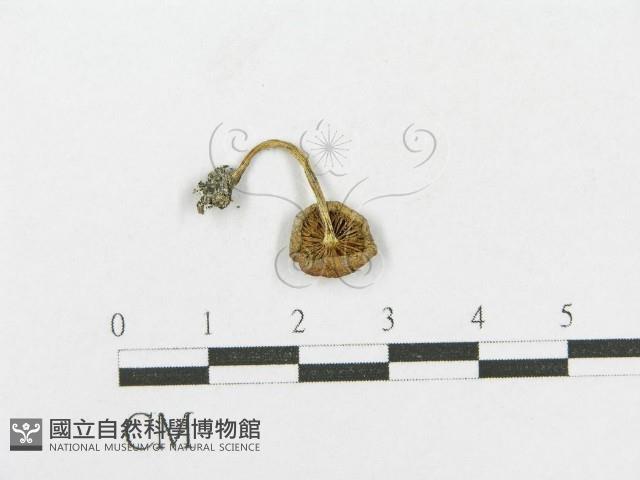登錄號:F0016044藏品圖，第1張