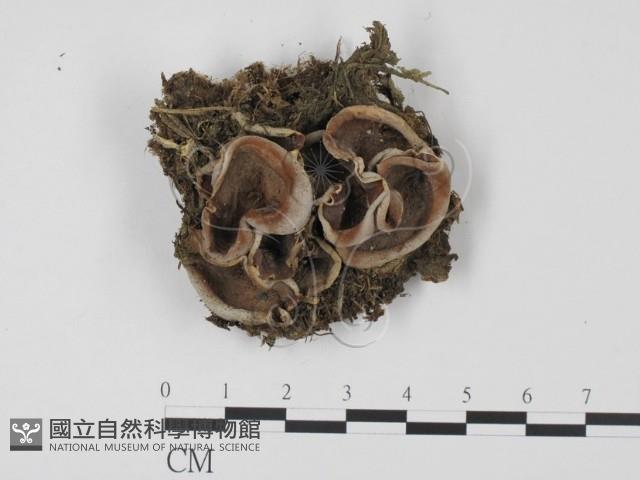 登錄號:F0021044藏品圖，第1張