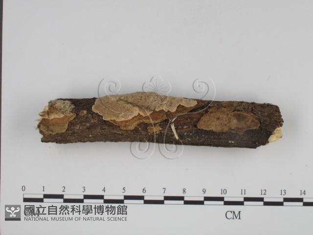 登錄號:F0001044藏品圖，第1張