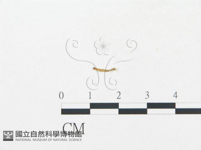 登錄號:F0011044藏品圖，第1張