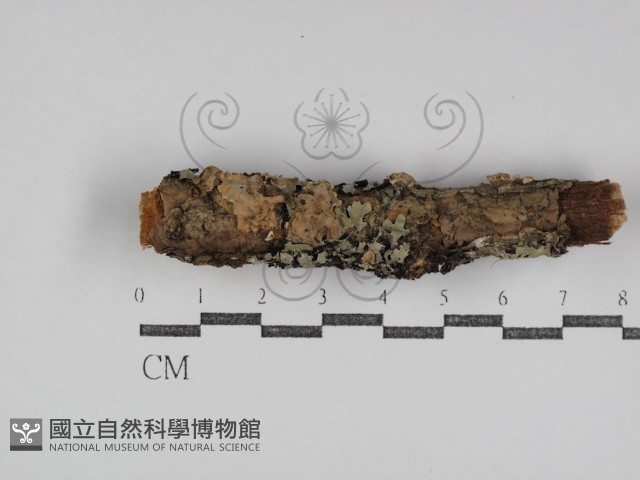 登錄號:F0031044藏品圖，第1張