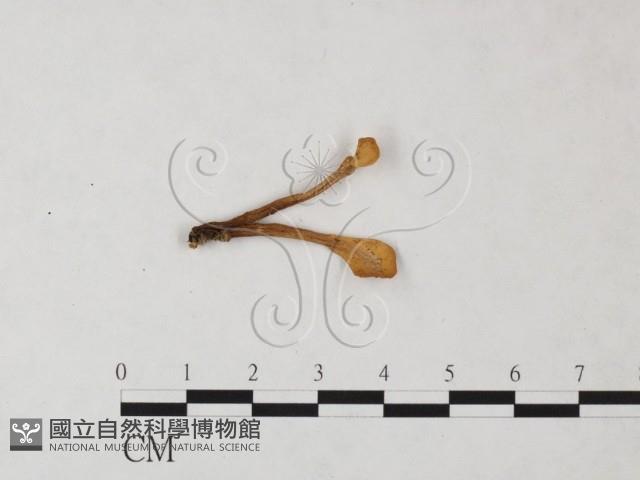 登錄號:F0024044藏品圖，第1張