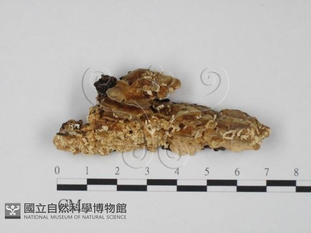 登錄號:F0014044藏品圖，第1張