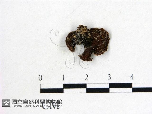 登錄號:F0002044藏品圖，第1張