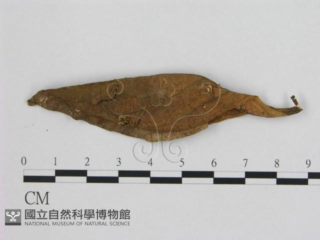 小皮傘屬藏品圖，第1張
