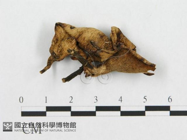 登錄號:F0007044藏品圖，第1張