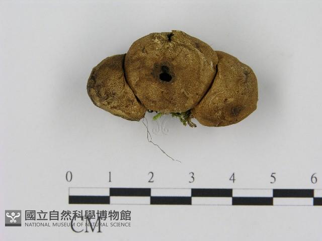 登錄號:F0017044藏品圖，第1張