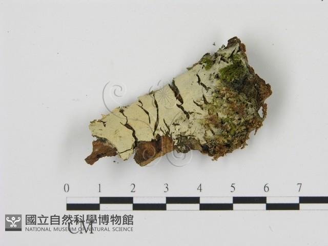 登錄號:F0005044藏品圖，第1張