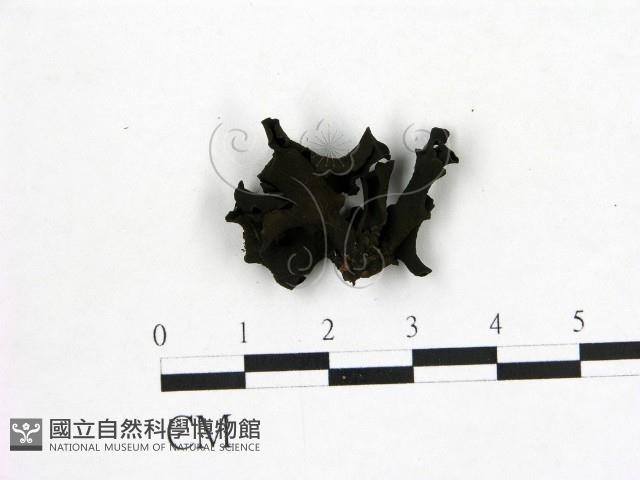 登錄號:F0015044藏品圖，第1張