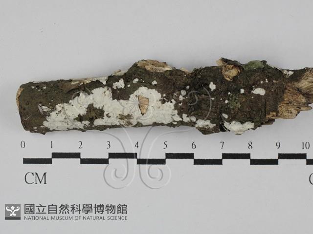 顯絲菌屬藏品圖，第1張