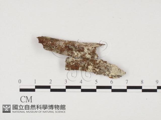 冇骨消絲齒菌藏品圖，第1張