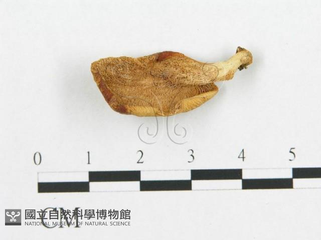 登錄號:F0019044藏品圖，第1張