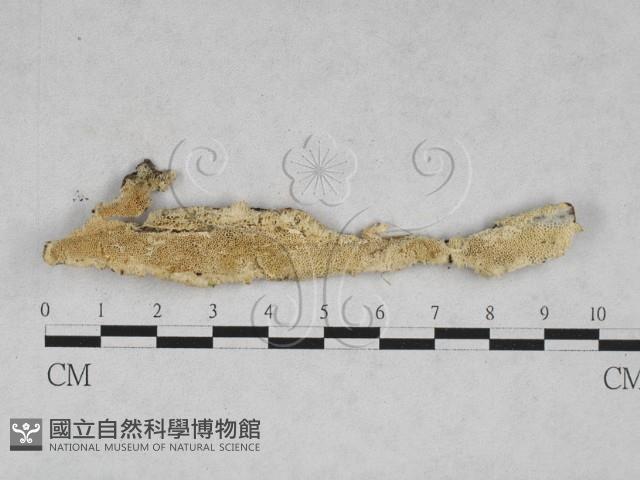 登錄號:F0028344藏品圖，第1張