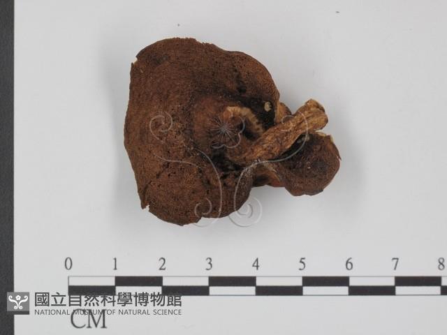 登錄號:F0008344藏品圖，第1張