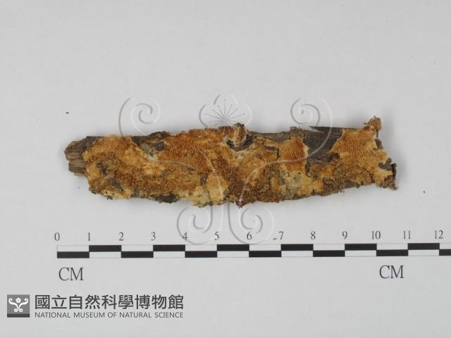 登錄號:F0020344藏品圖，第1張