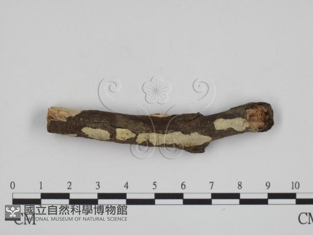 登錄號:F0000344藏品圖，第1張
