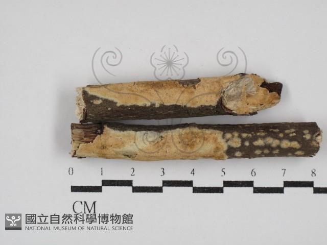 登錄號:F0030344藏品圖，第1張