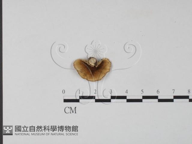 雲芝藏品圖，第1張