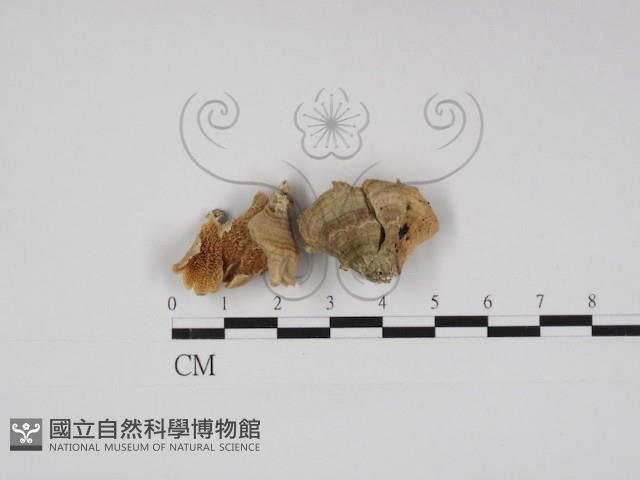 登錄號:F0001344藏品圖，第1張