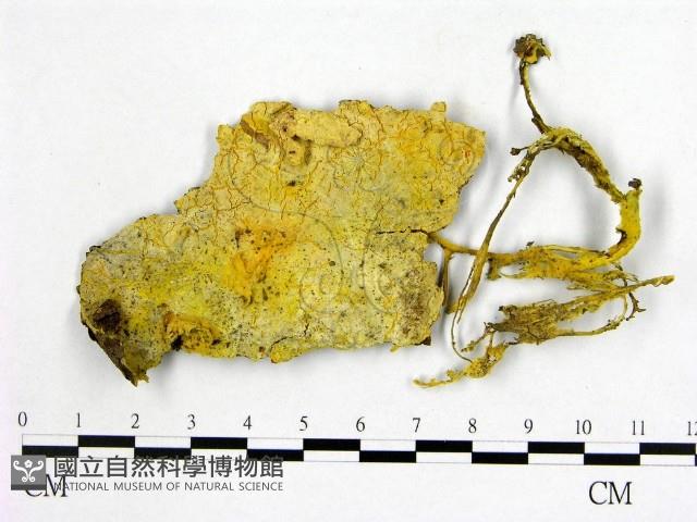 登錄號:F0011344藏品圖，第1張