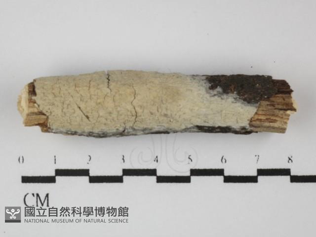 顯絲菌屬藏品圖，第1張