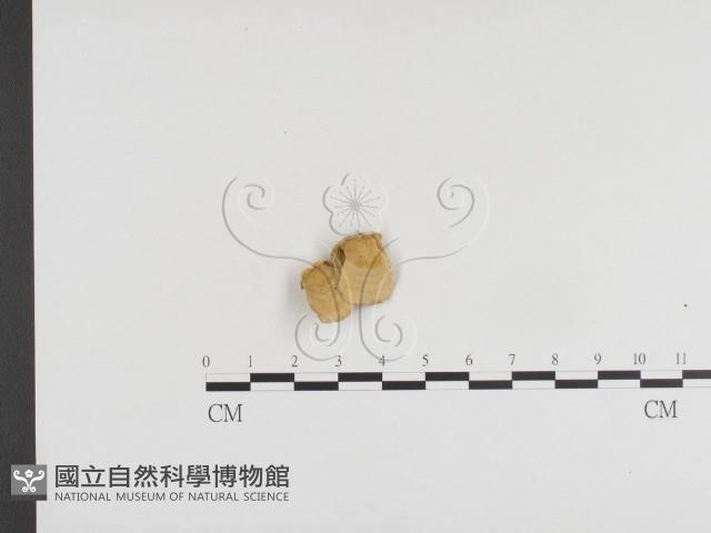 登錄號:F0024344藏品圖，第1張