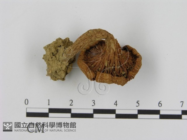 花臉香蘑藏品圖，第1張